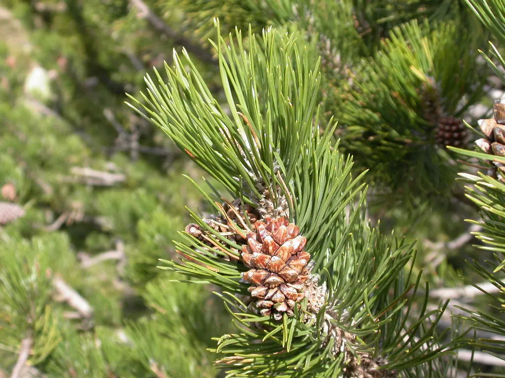 Swiss Mountain Mugho Pine (Pinus Mugo Uncinata) — is an evergreen conifer that offers a robust and striking presence in any landscape design