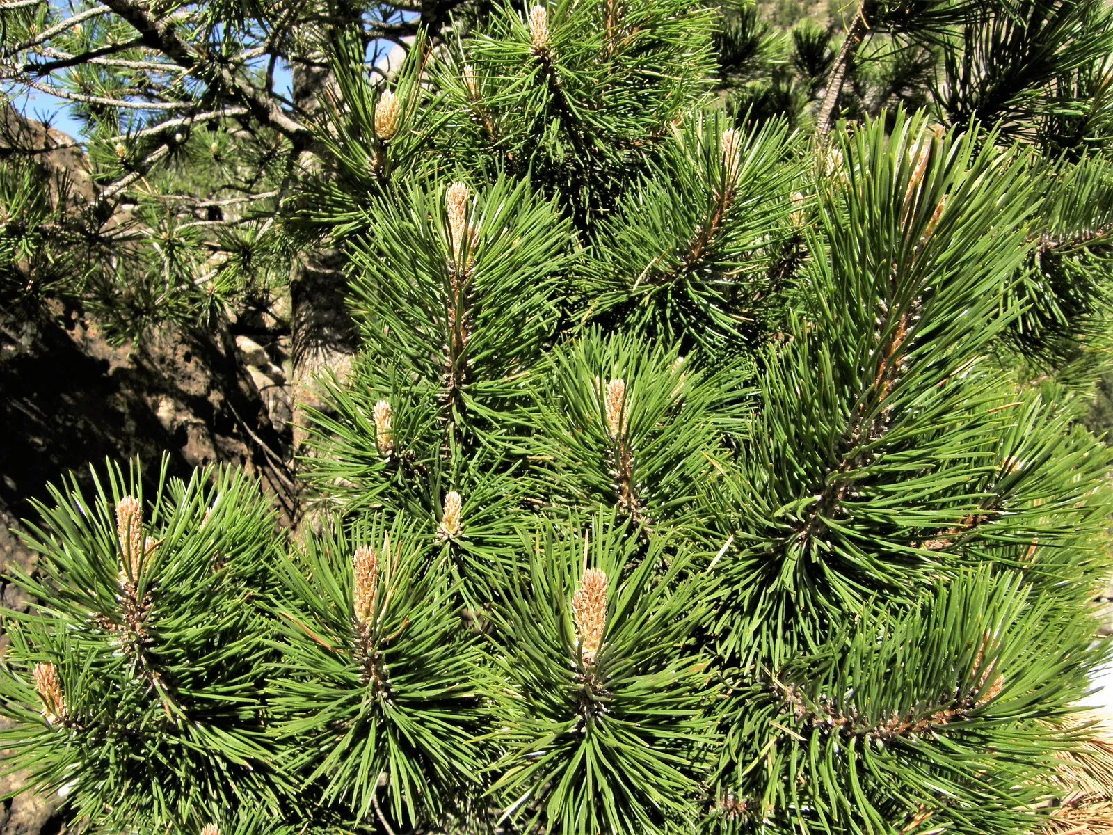 Swiss Mountain Mugho Pine (Pinus Mugo Uncinata) — with its dense crown and picturesque