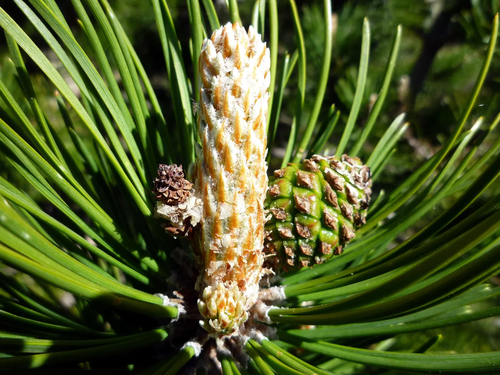 Swiss Mountain Mugho Pine (Pinus Mugo Uncinata) — this pine thrives in full to partial sun exposure