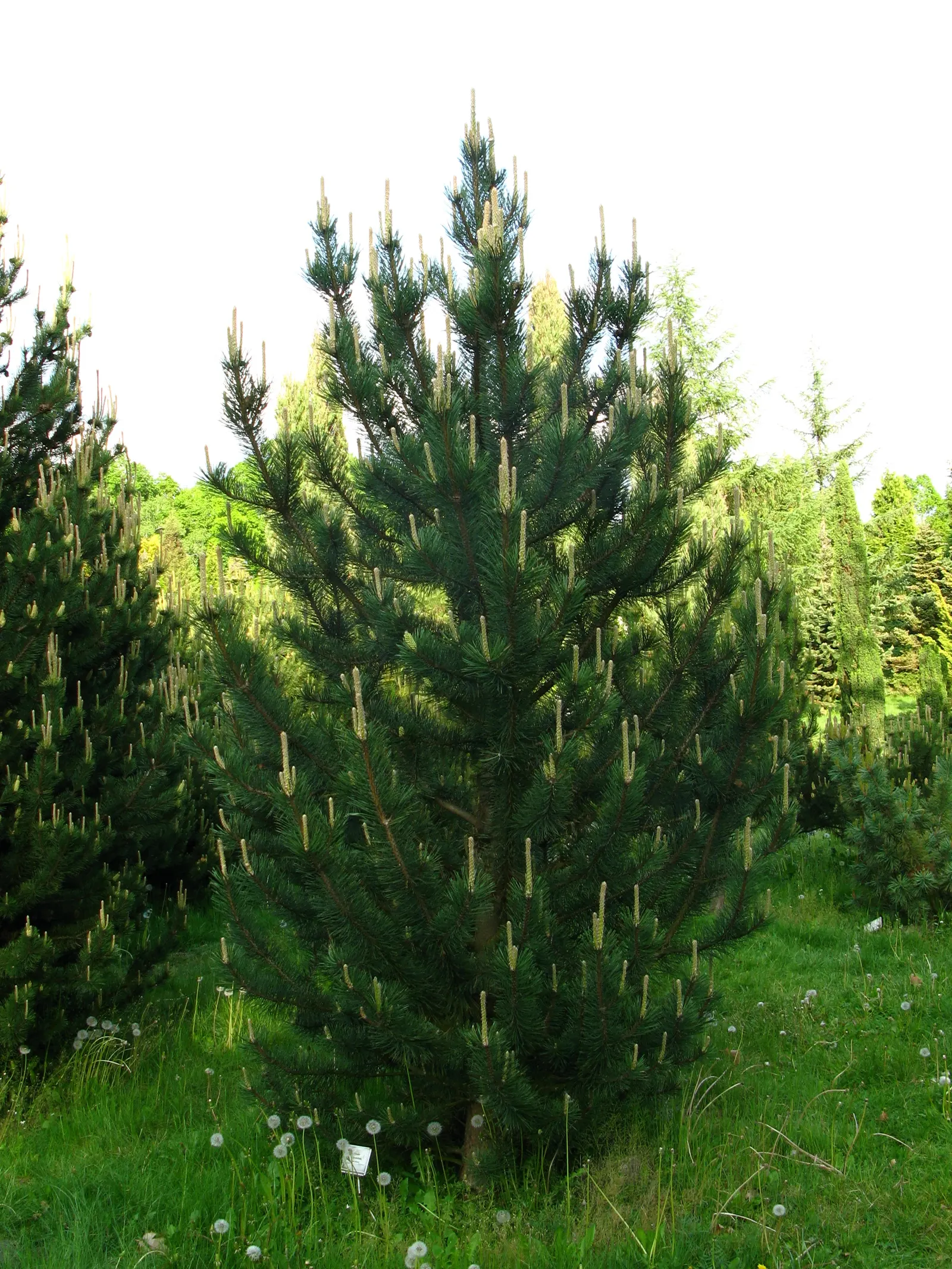 Swiss Mountain Mugho Pine (Pinus Mugo Uncinata) — conifer / shrub for full or half