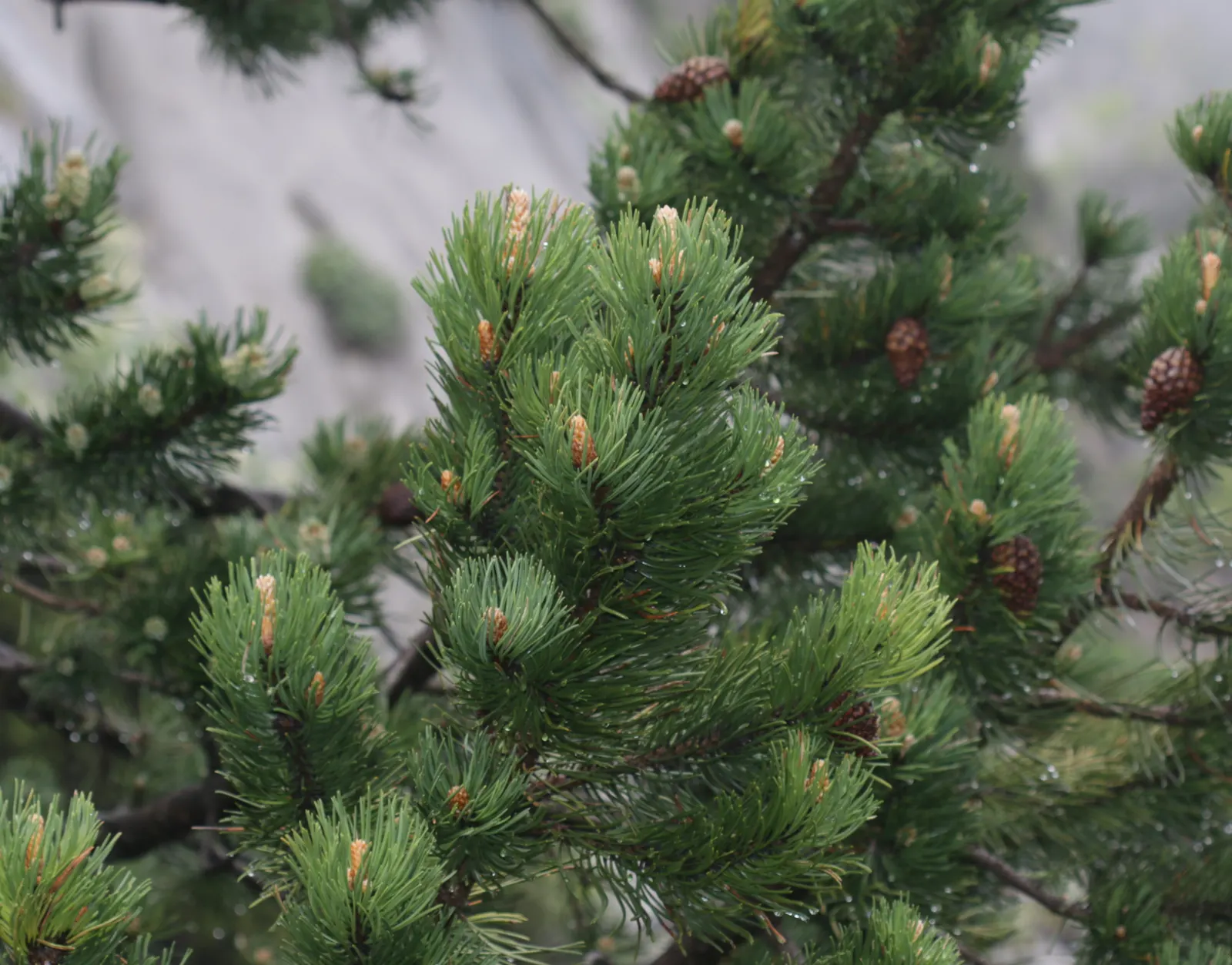 Swiss Mountain Mugho Pine (Pinus Mugo Uncinata) — slow-growing evergreen presents stout; while it is drought-resistant once established