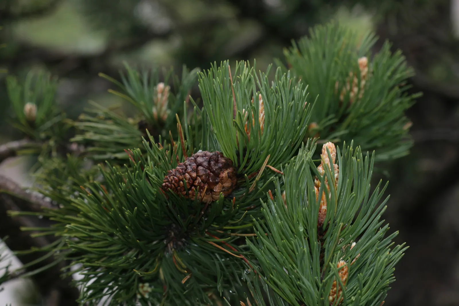 Swiss Mountain Mugho Pine (Pinus Mugo Uncinata) — requiring well-drained soil