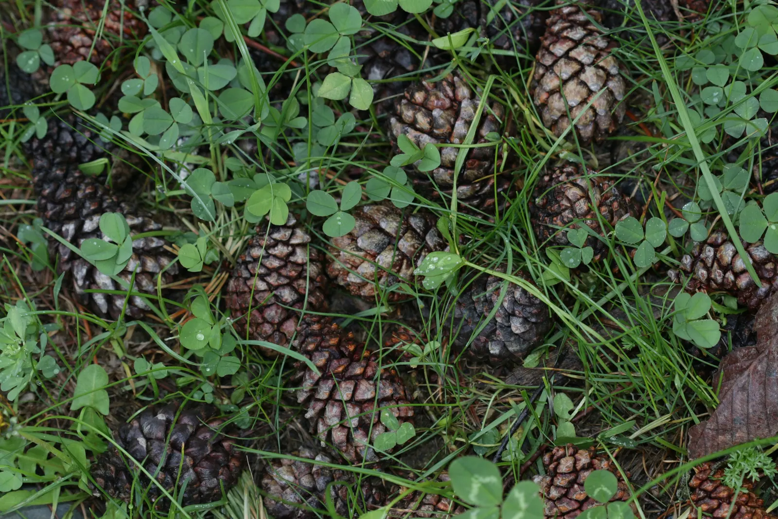 Swiss Mountain Mugho Pine (Pinus Mugo Uncinata) — It integrates well with rock gardens or as a windbreak