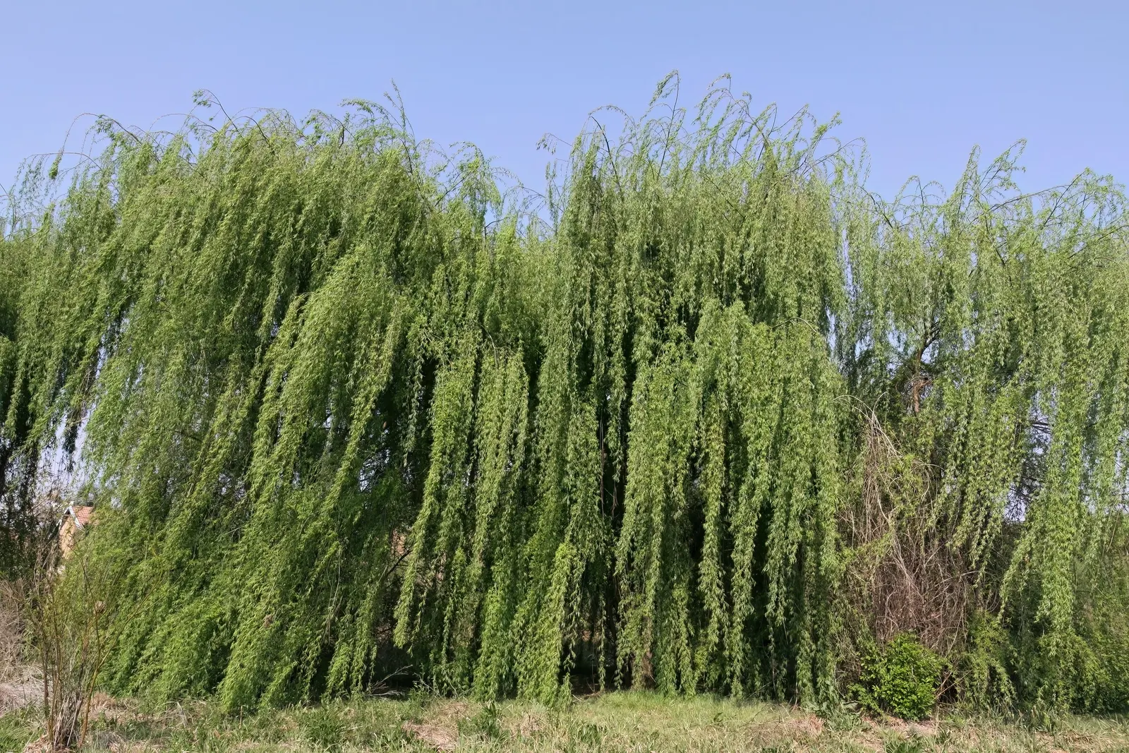 Corkscrew Willow (Salix Babylonica 'Tortuosa') — This deciduous tree can reach majestic heights between 20 to 30 feet