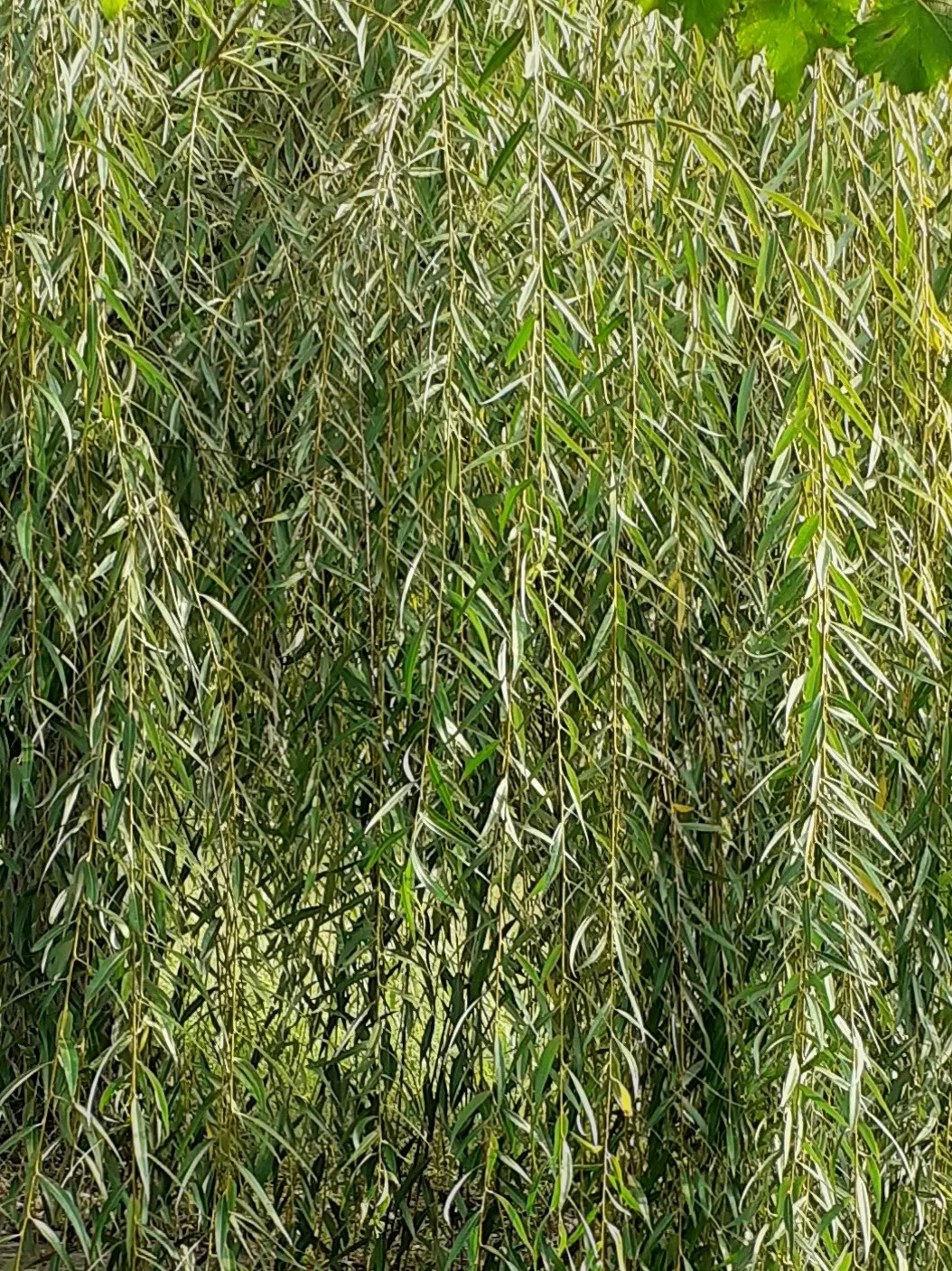 Corkscrew Willow (Salix Babylonica 'Tortuosa') — lance-shaped leaves that are light green in spring and summer