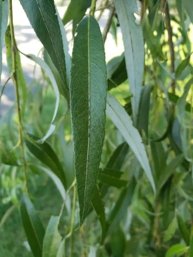 Corkscrew Willow (Salix Babylonica 'Tortuosa') — ensure that there is ample room for mature development