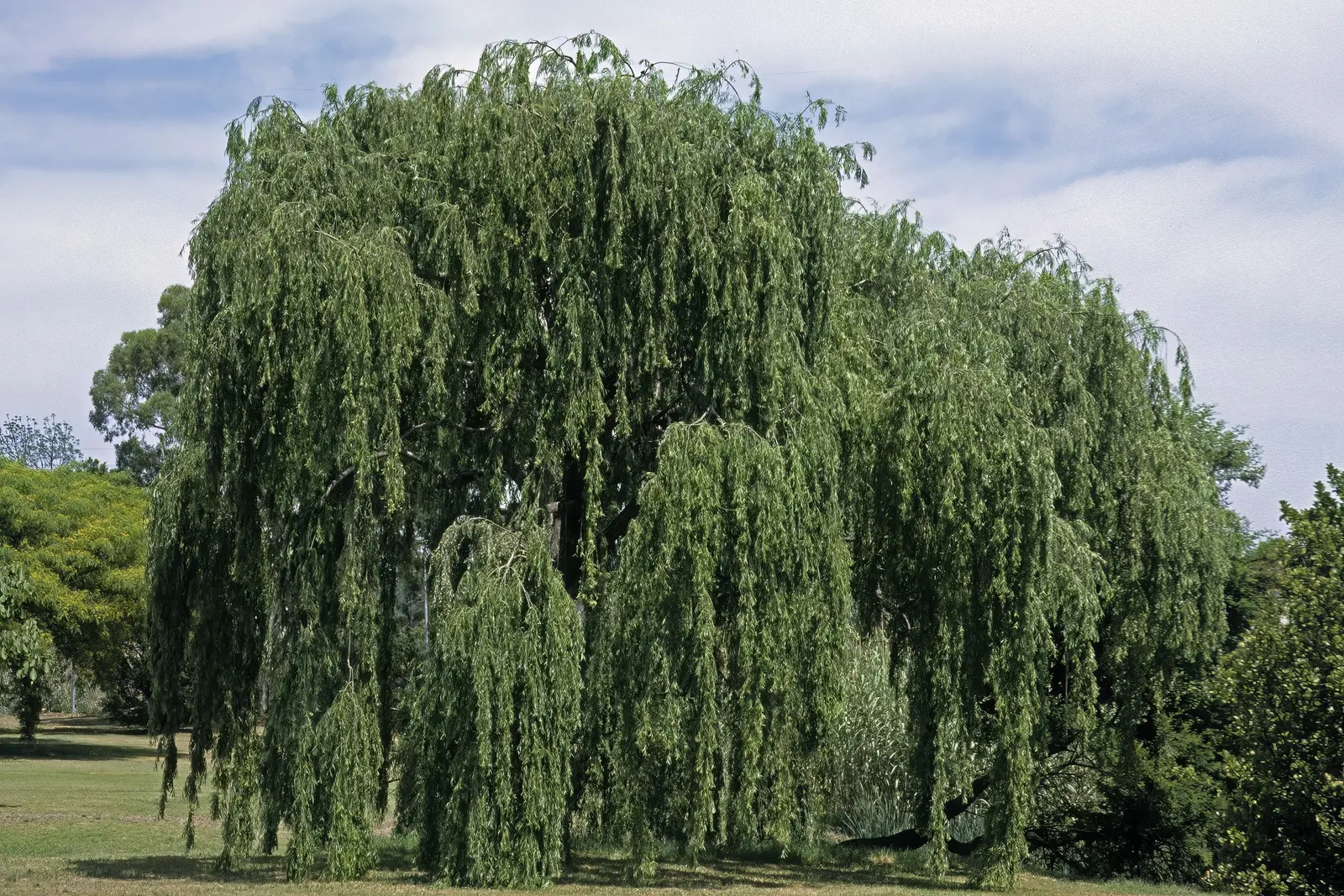 Corkscrew Willow (Salix Babylonica 'Tortuosa') — contorted branching structure