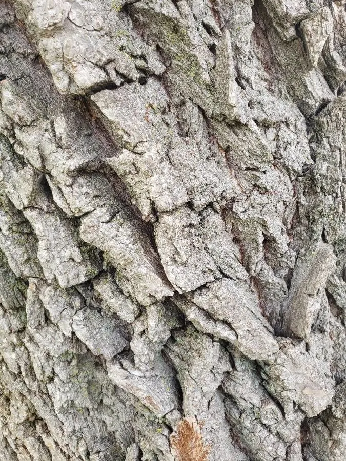 Corkscrew Willow (Salix Babylonica 'Tortuosa') — Ideal in zones 4 through 8
