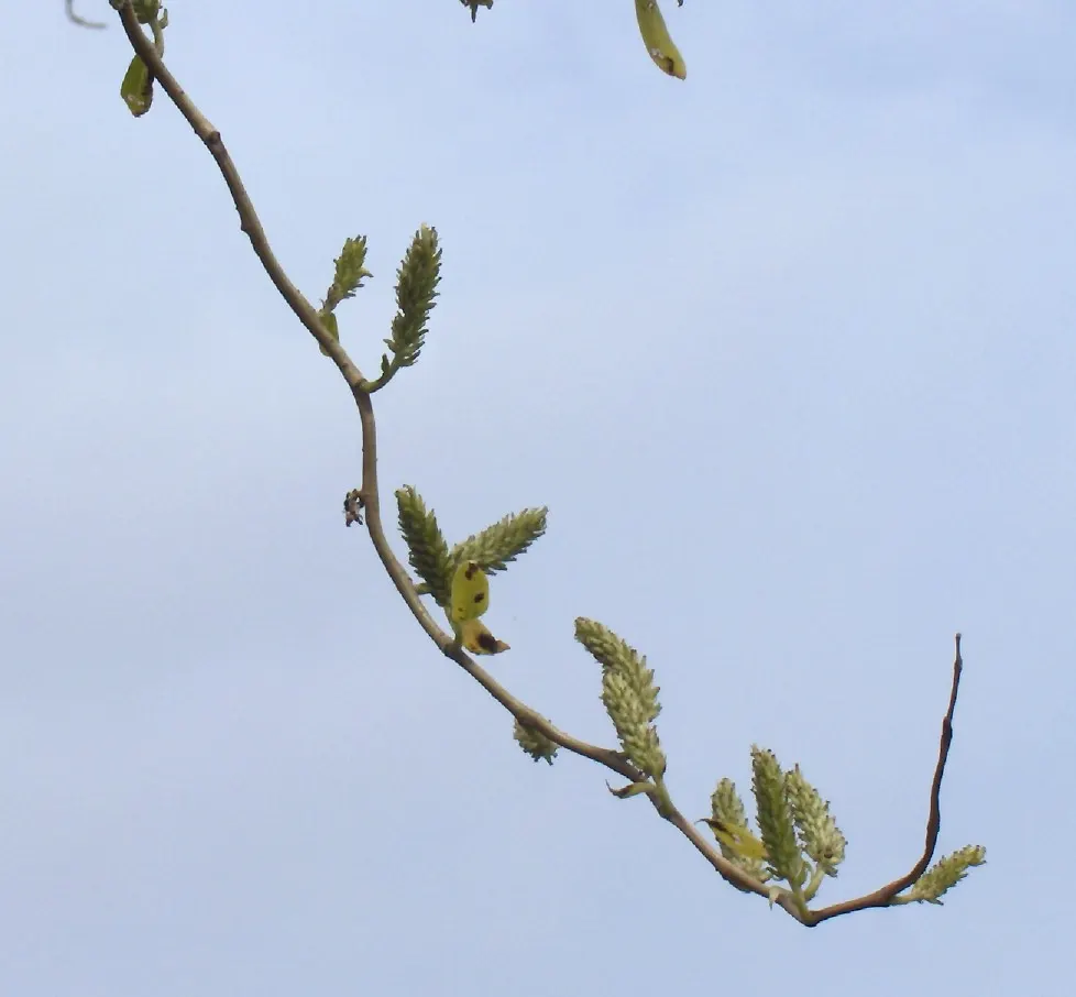 Corkscrew Willow (Salix Babylonica 'Tortuosa') — especially near water features