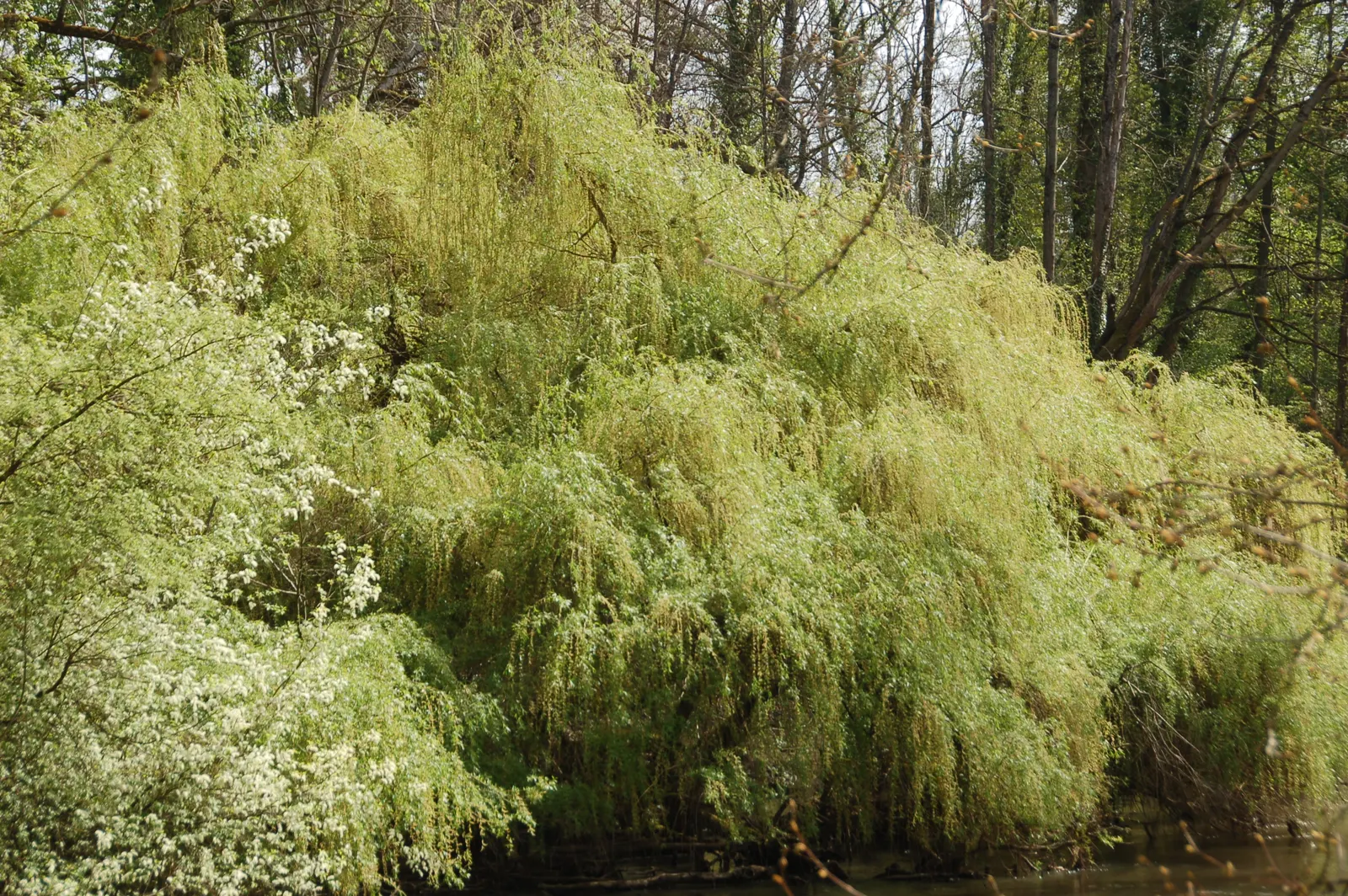 Corkscrew Willow (Salix Babylonica 'Tortuosa') — The Corkscrew Willow (Salix babylonica 'Tortuosa') captivates with its twisting