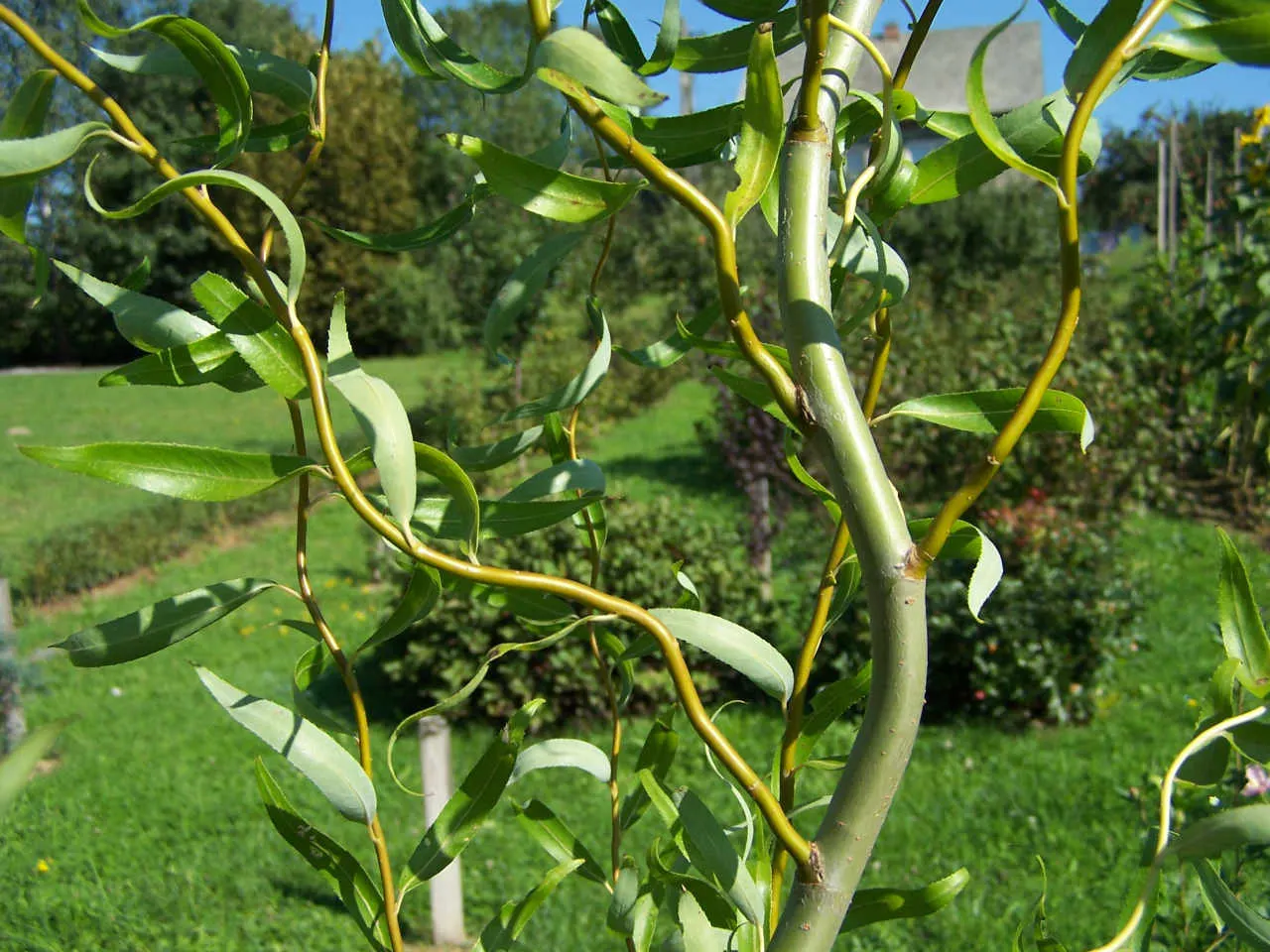 Corkscrew Willow (Salix Babylonica 'Tortuosa') — as it is known for an extensive root system