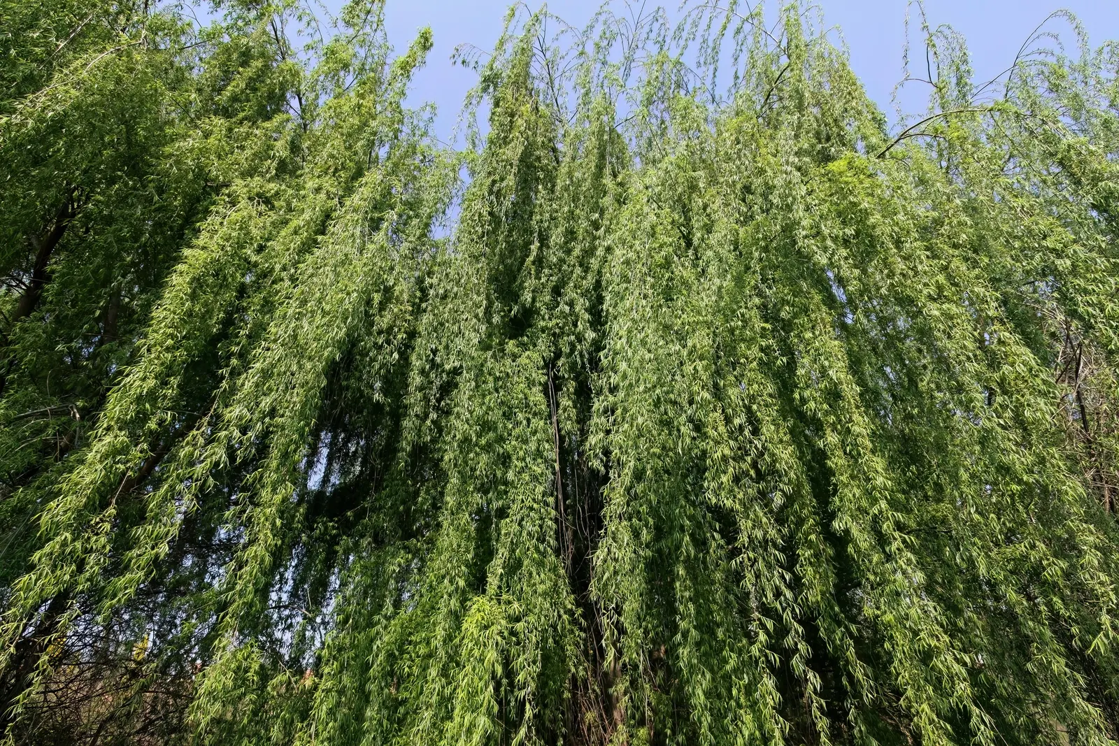Corkscrew Willow (Salix Babylonica 'Tortuosa') — This deciduous tree can reach up to 30 feet in height and spread up to 15 feet
