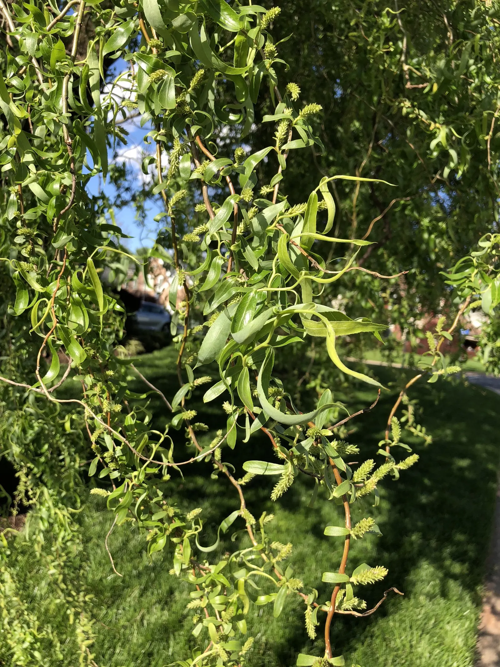 Corkscrew Willow (Salix Babylonica 'Tortuosa') — Adaptable to various soil types, it thrives best in full sun to partial shade