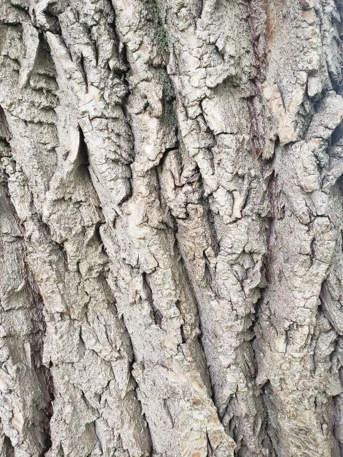 Corkscrew Willow (Salix Babylonica 'Tortuosa') — lending year-round visual interest