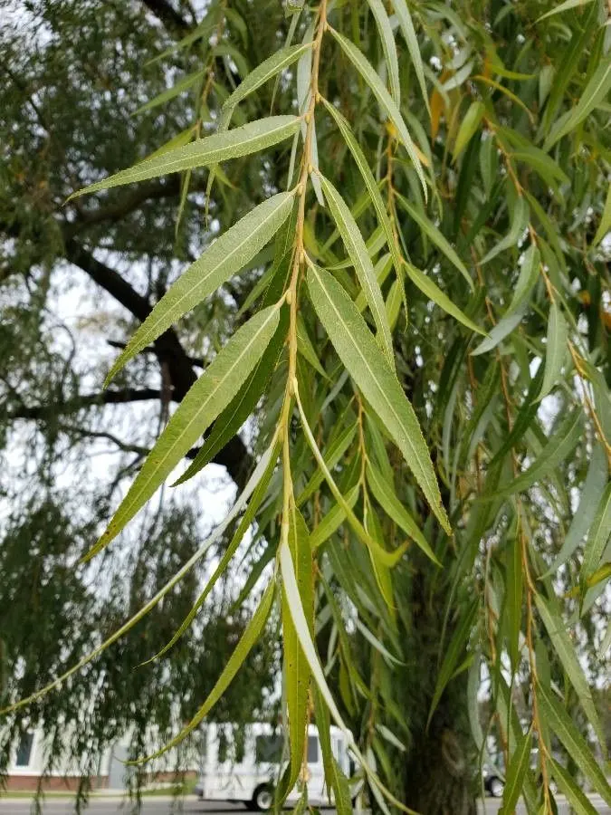 Corkscrew Willow (Salix Babylonica 'Tortuosa') — Its rapid growth and unique form make it a dramatic focal point in diverse landscaping themes