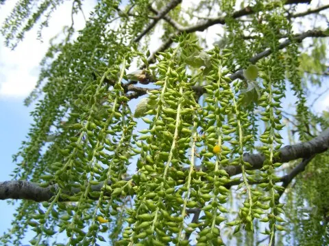 Corkscrew Willow (Salix Babylonica 'Tortuosa') — both above and below ground