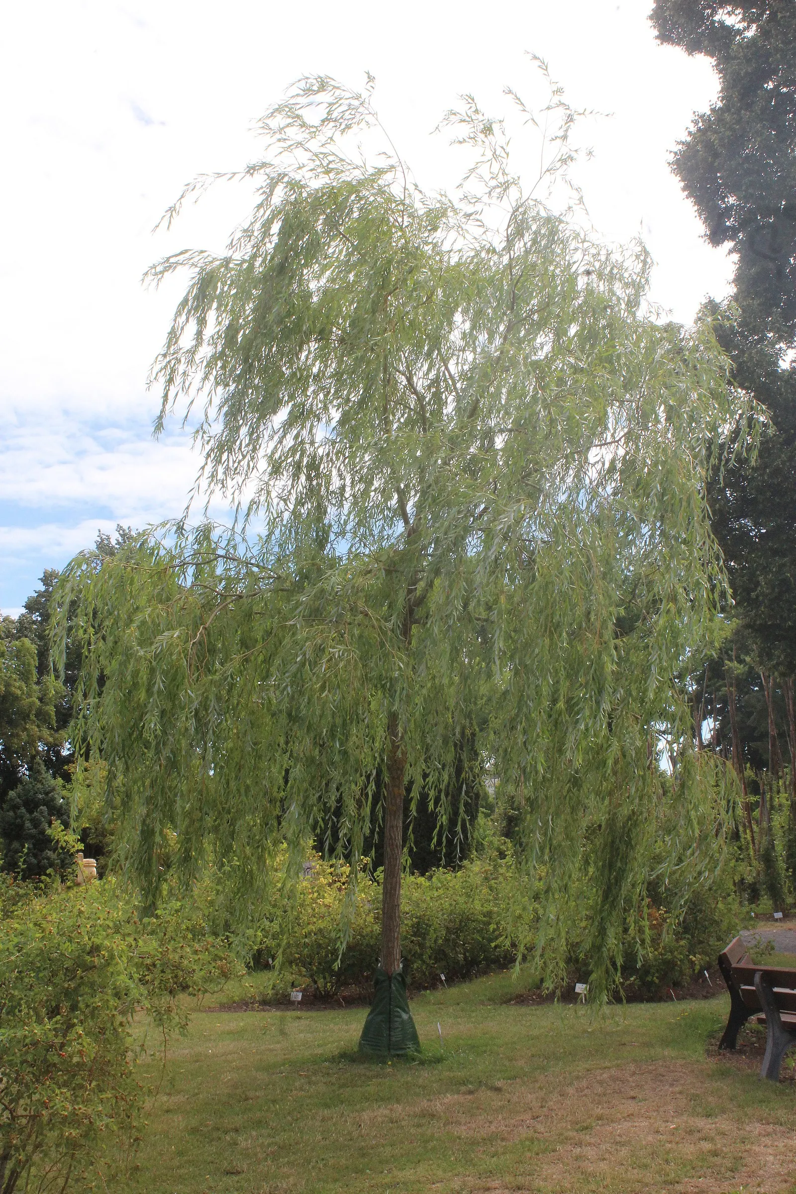 Corkscrew Willow (Salix Babylonica 'Tortuosa') — forming an airy canopy that moves gracefully with the wind