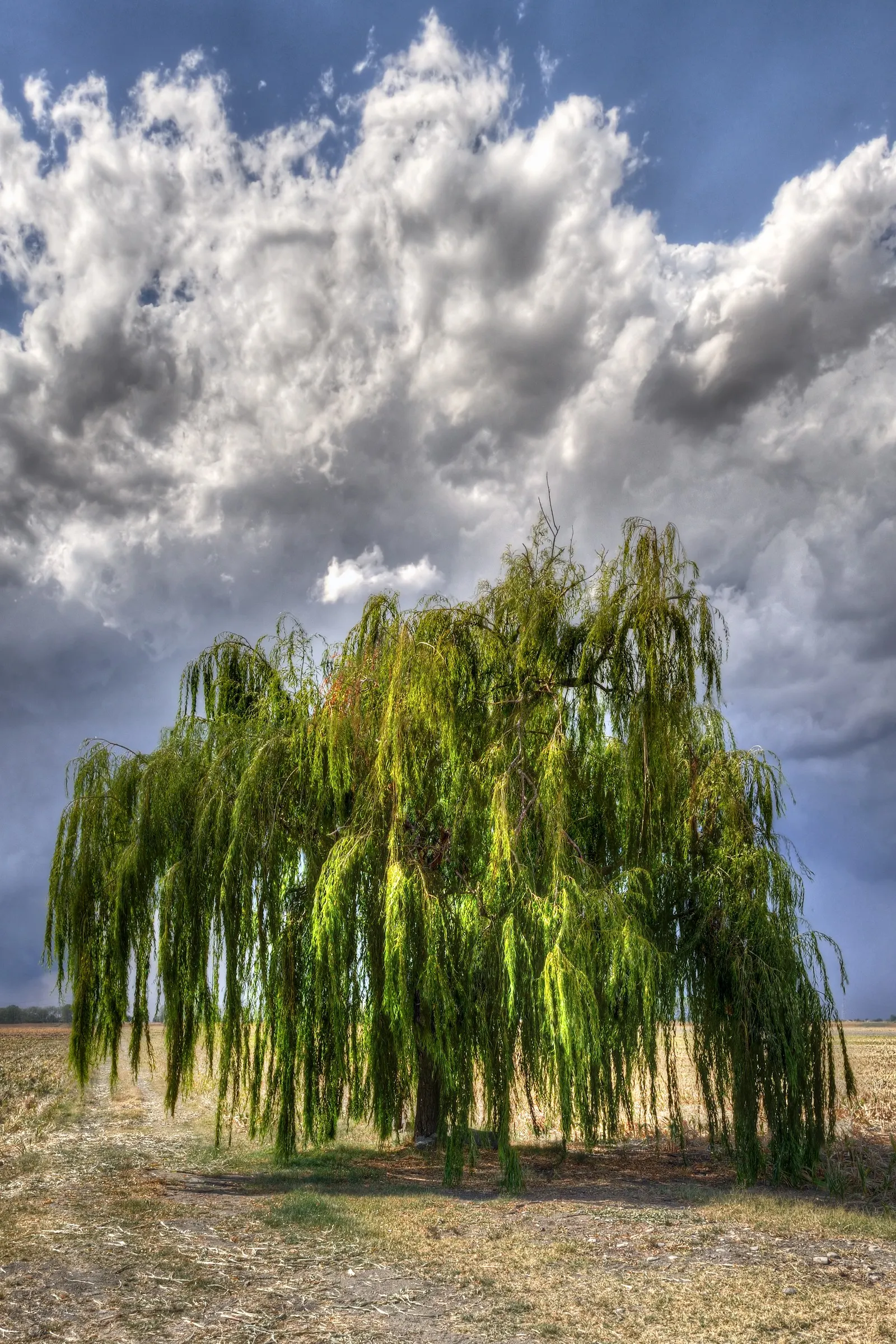 Corkscrew Willow (Salix Babylonica 'Tortuosa') — However, it's tolerant of a variety of soil types