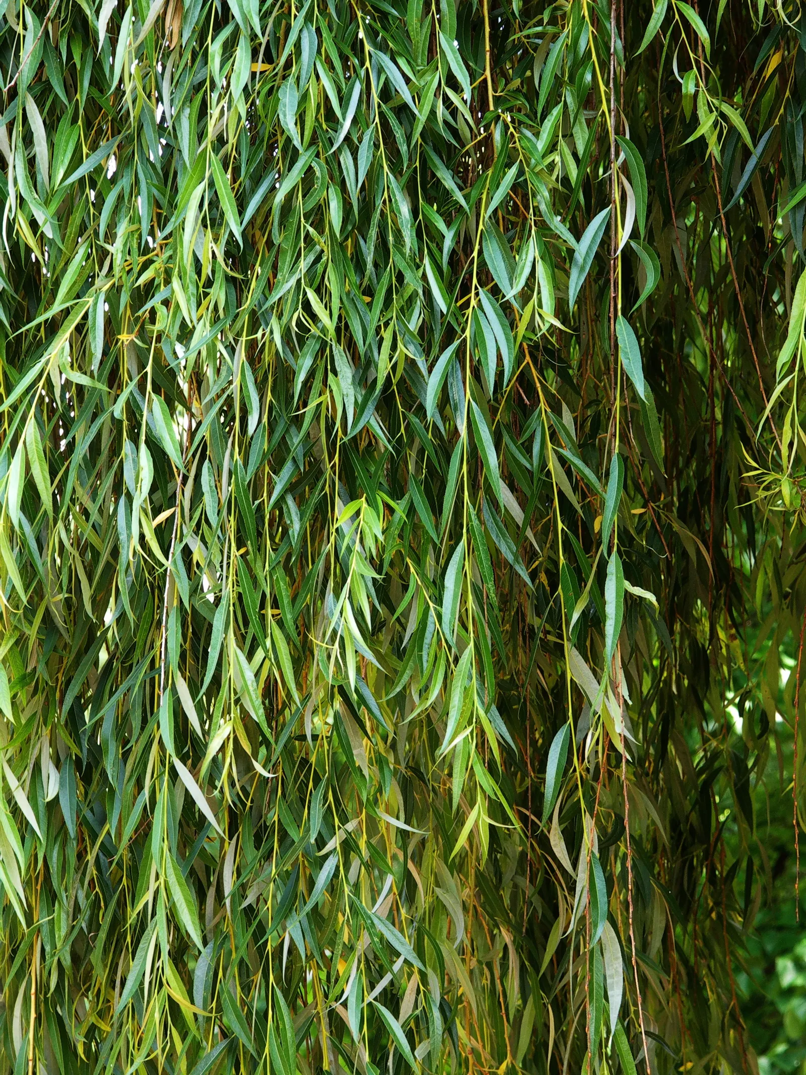 Corkscrew Willow (Salix Babylonica 'Tortuosa') — Regular pruning may be necessary to maintain shape and structural integrity