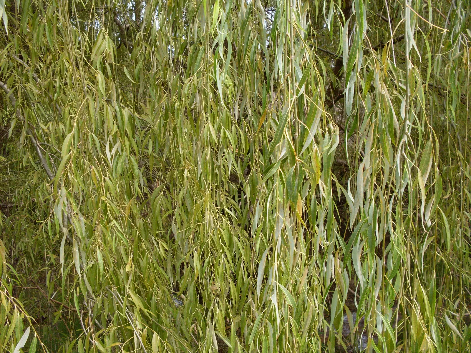Corkscrew Willow (Salix Babylonica 'Tortuosa') — makes it an excellent focal point in the landscape.<br><br>When designing a space with the Corkscrew Willow