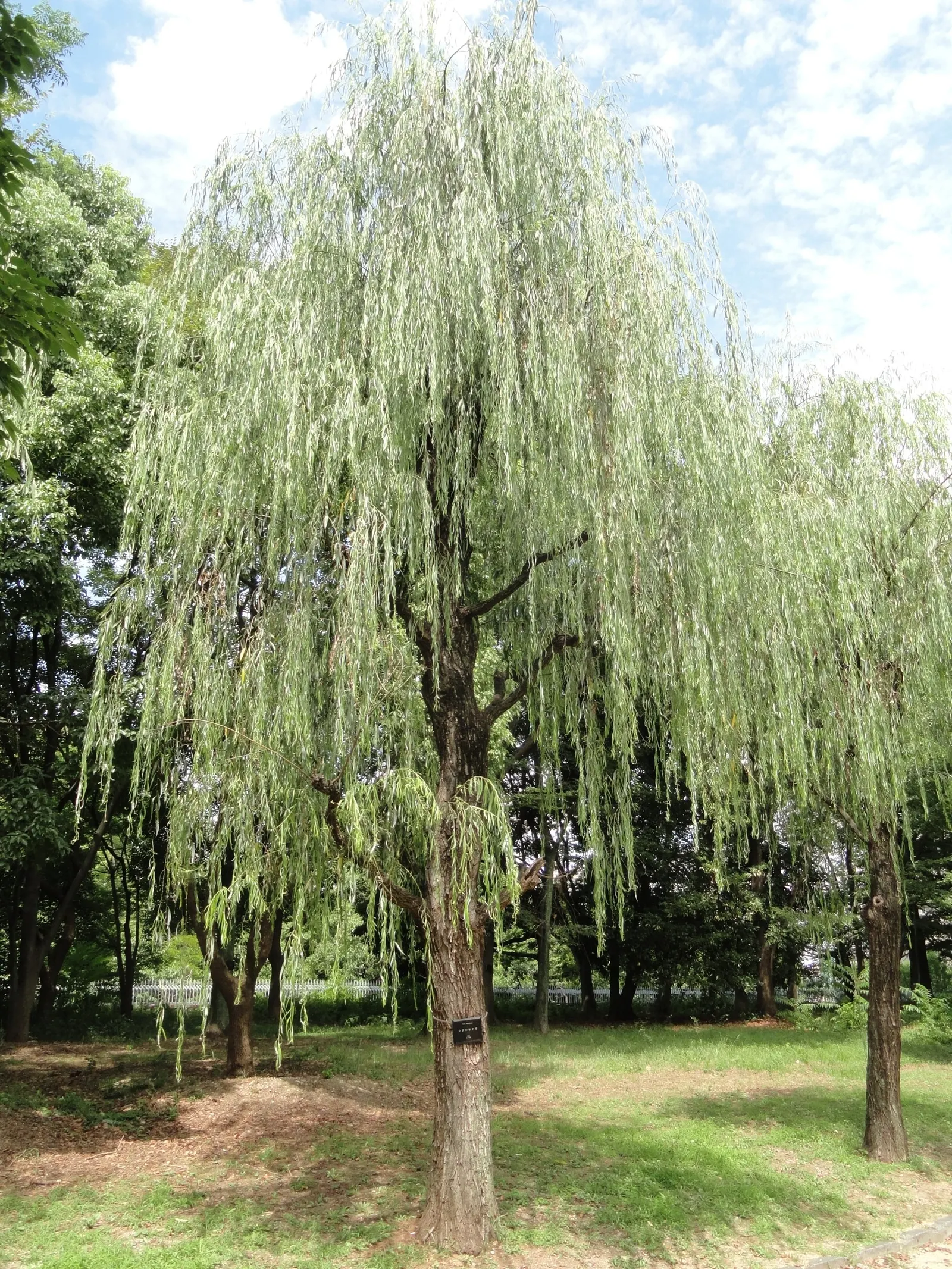 Corkscrew Willow (Salix Babylonica 'Tortuosa') — along with its rapid growth and unique form
