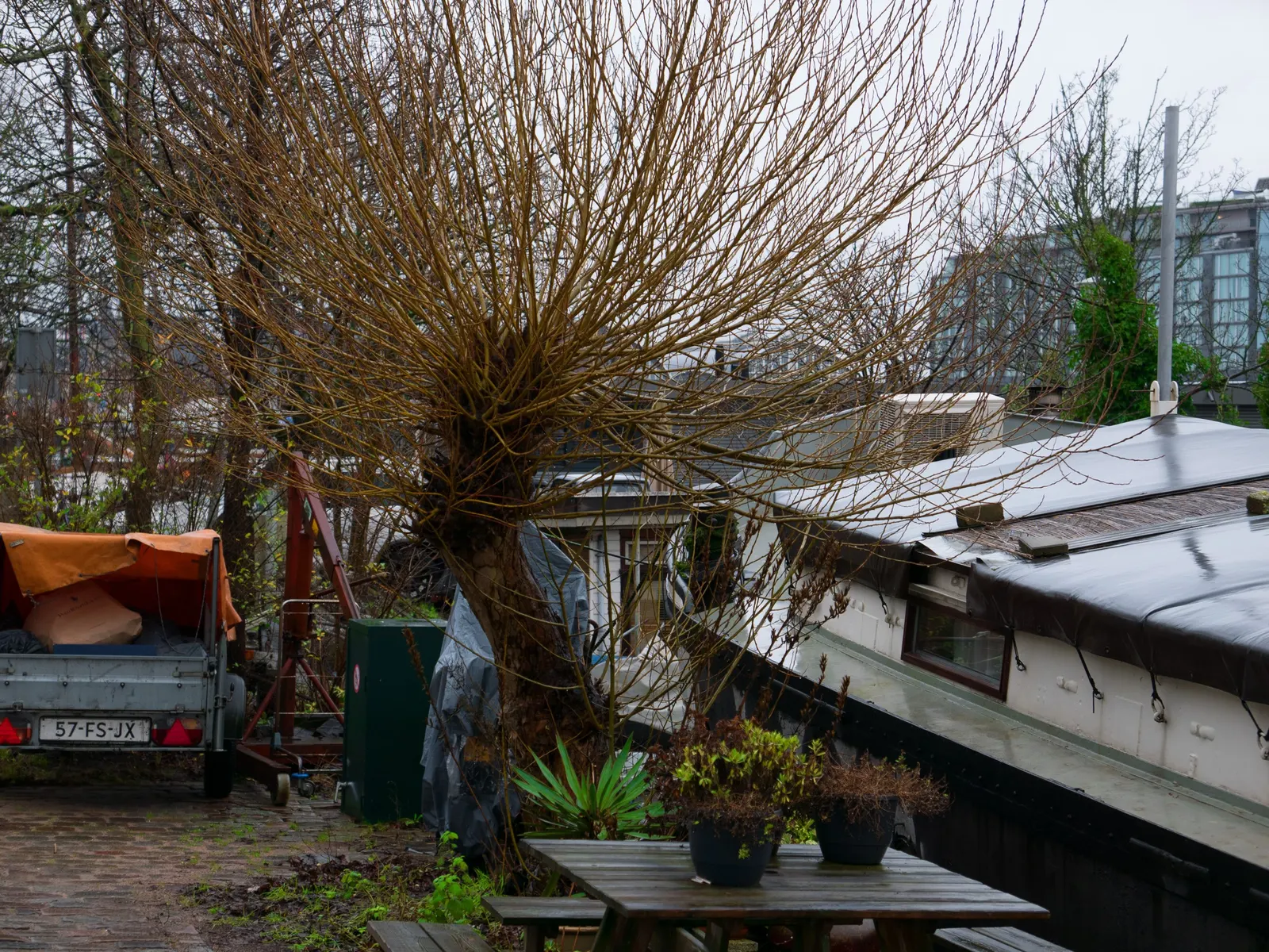 Corkscrew Willow (Salix Babylonica 'Tortuosa') — is a distinctive ornamental tree that stands out in any landscape design for its unique