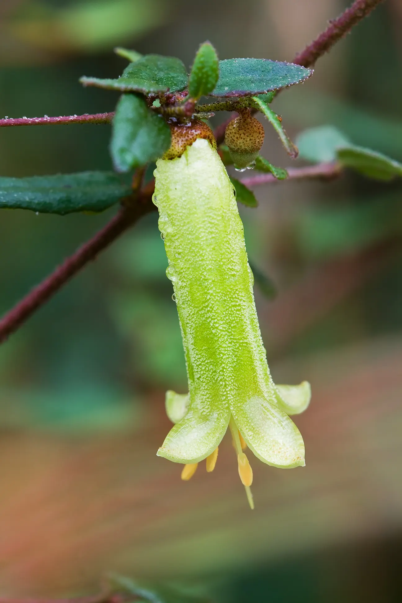 Australian Fuchsia (Correa Reflexa) — the Australian Fuchsia fits comfortably in small gardens or as an understory plant in larger landscapes
