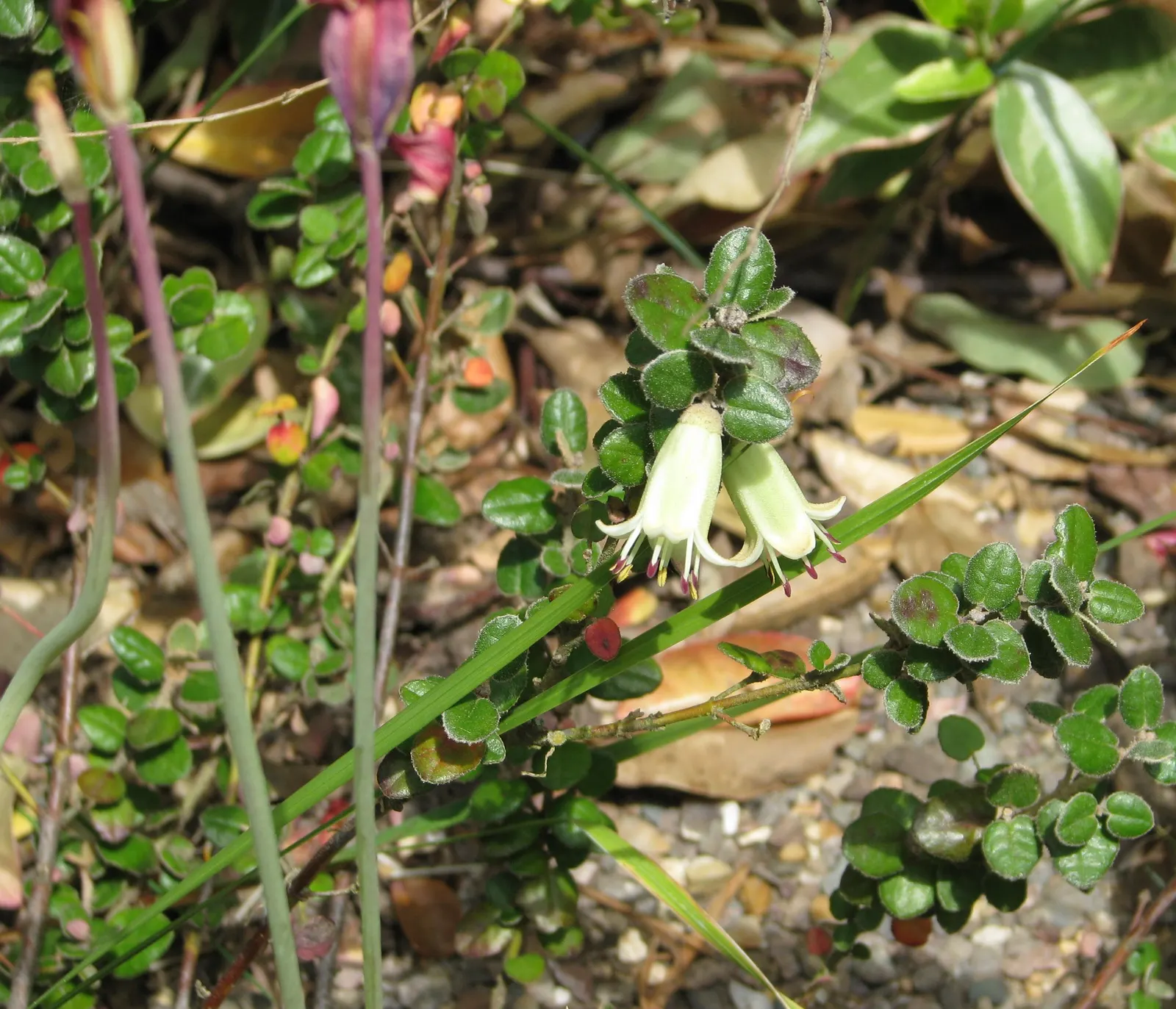 Australian Fuchsia (Correa Reflexa) — This adaptable plant offers a delightful display of bell-shaped flowers