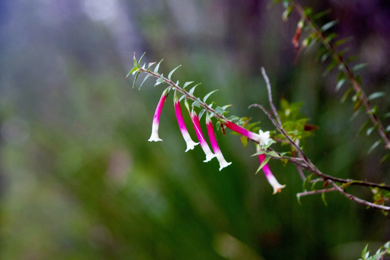 Australian Fuchsia (Correa Reflexa) — allowing it to thrive in a variety of soil conditions