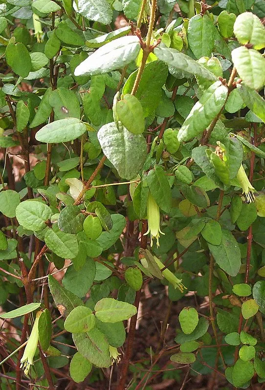 Australian Fuchsia (Correa Reflexa) — It typically reaches 3-5 feet in height and spans 3-6 feet wide, thriving in sun to part shade