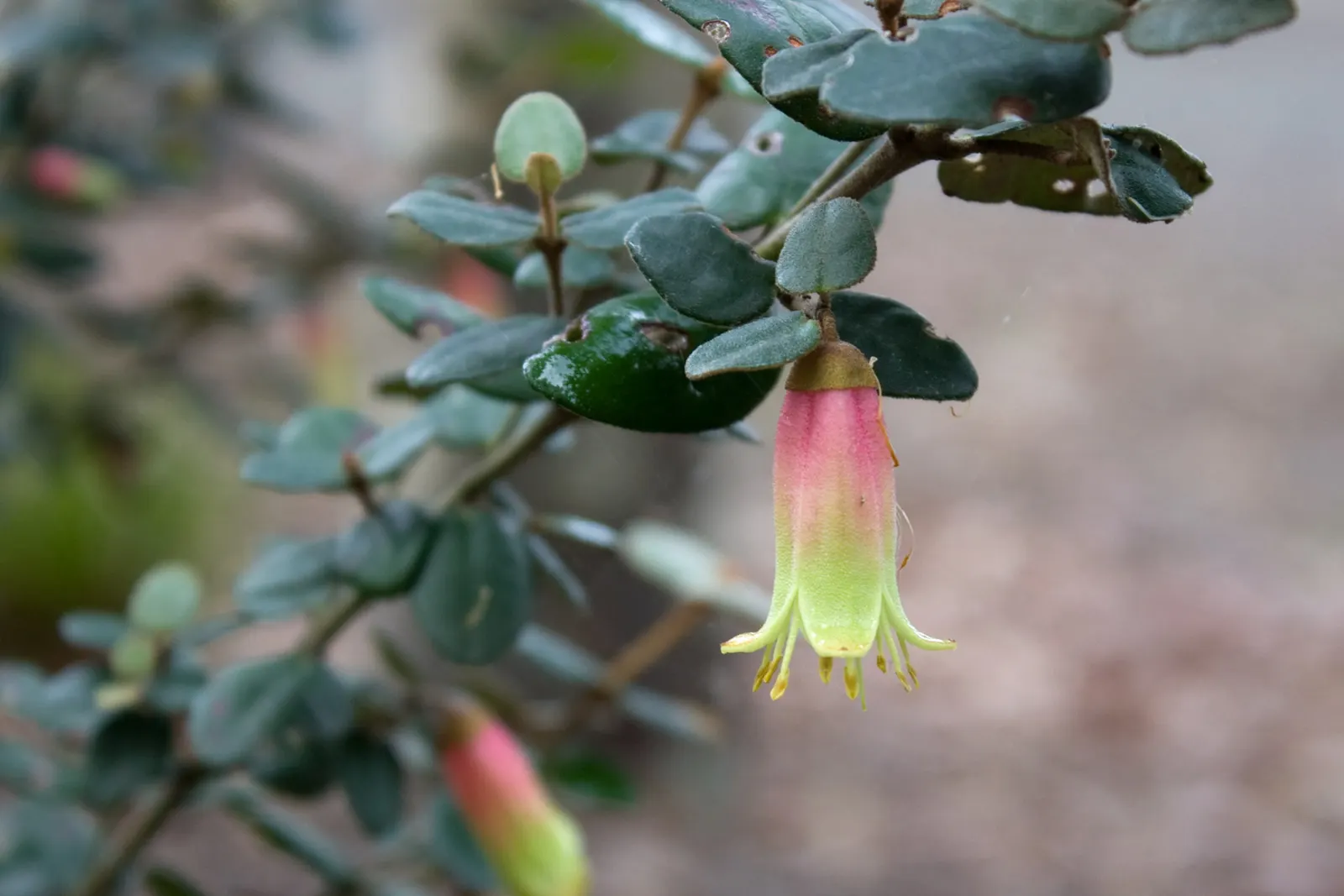 Australian Fuchsia (Correa Reflexa) — especially during dry spells