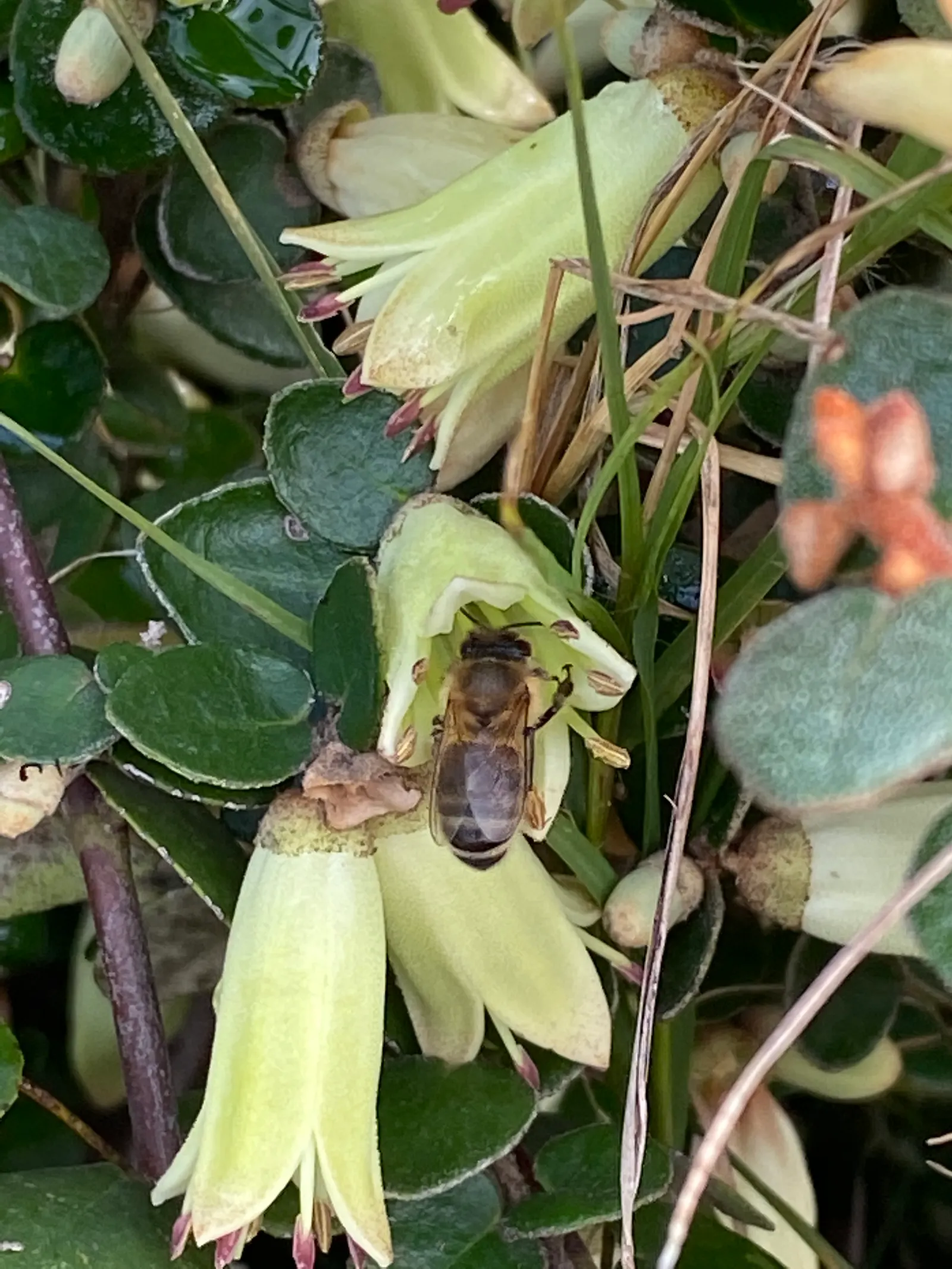 Australian Fuchsia (Correa Reflexa) — Attracts hummingbirds and beneficial insects