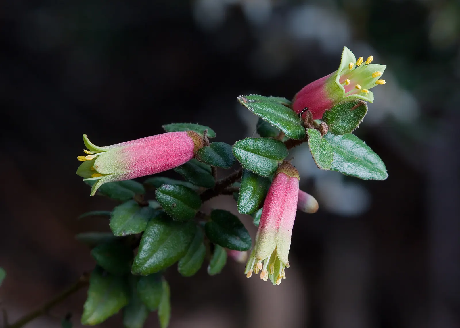 Australian Fuchsia (Correa Reflexa) — green and multi-colored and red and white flowers in the garden