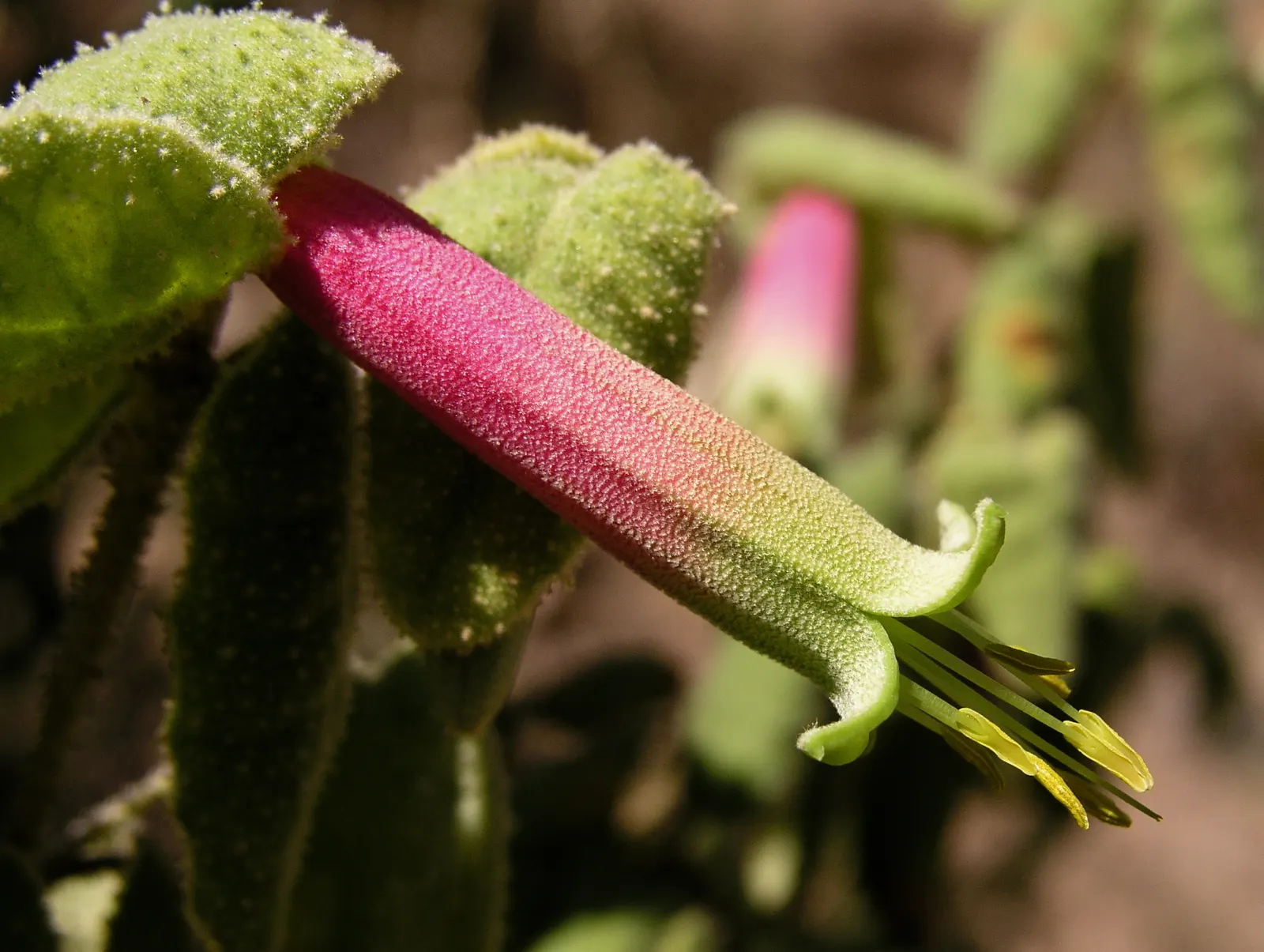 Australian Fuchsia (Correa Reflexa) — flourishing in fall and winter