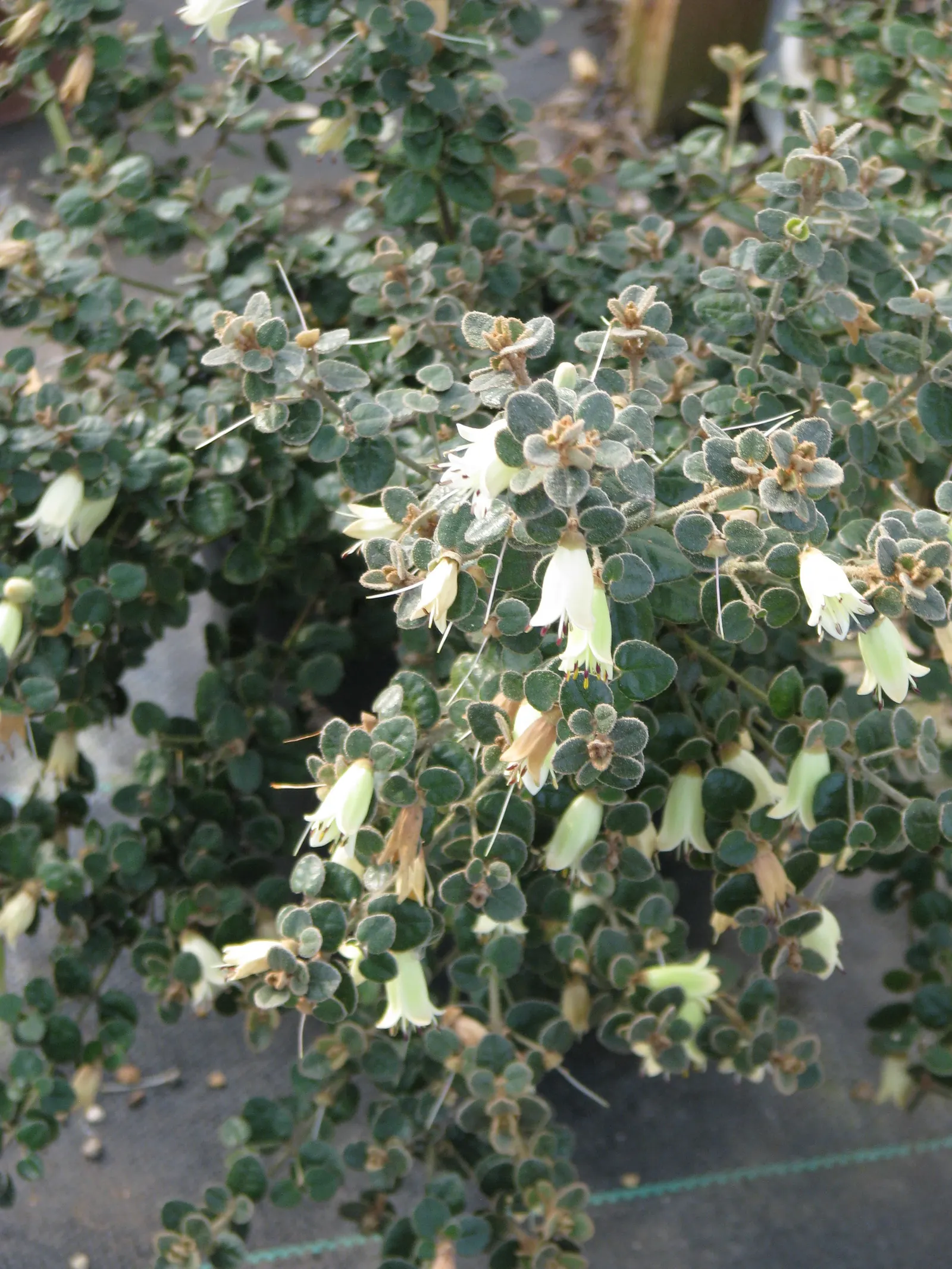 Australian Fuchsia (Correa Reflexa) — It provides an excellent option for low hedges