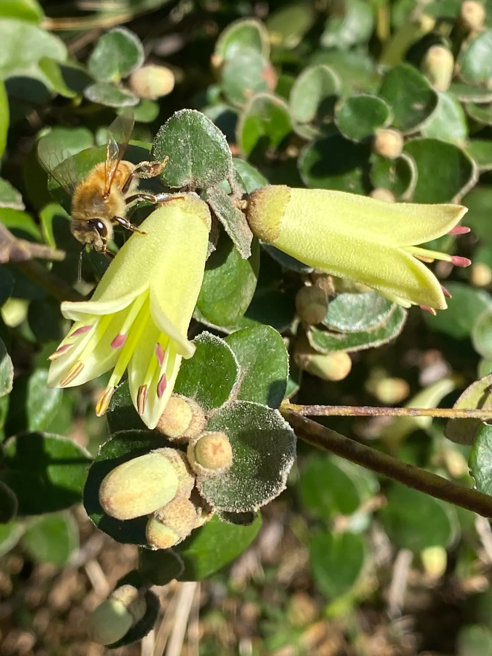 Australian Fuchsia (Correa Reflexa) — revered for its bell-shaped flowers ranging from greenish-yellow to red