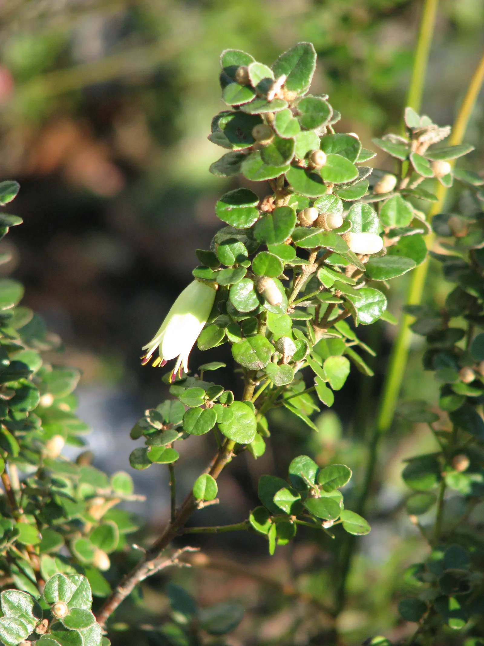 Australian Fuchsia (Correa Reflexa) — shrub with green and multi-colored and red and white blooms