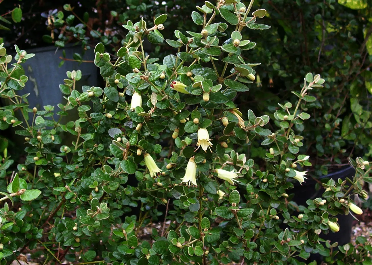 Australian Fuchsia (Correa Reflexa) — often with a contrasting corolla