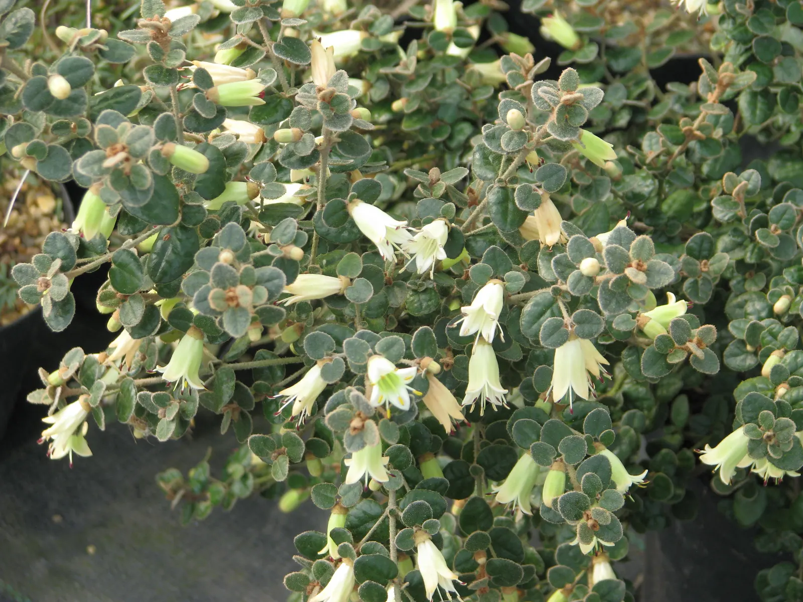 Australian Fuchsia (Correa Reflexa) — Australian Fuchsia (Correa reflexa) is an evergreen shrub native to Australia