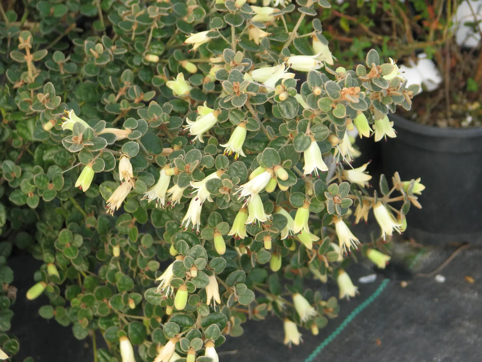 Australian Fuchsia (Correa Reflexa) — which are naturally resistant to drought once established