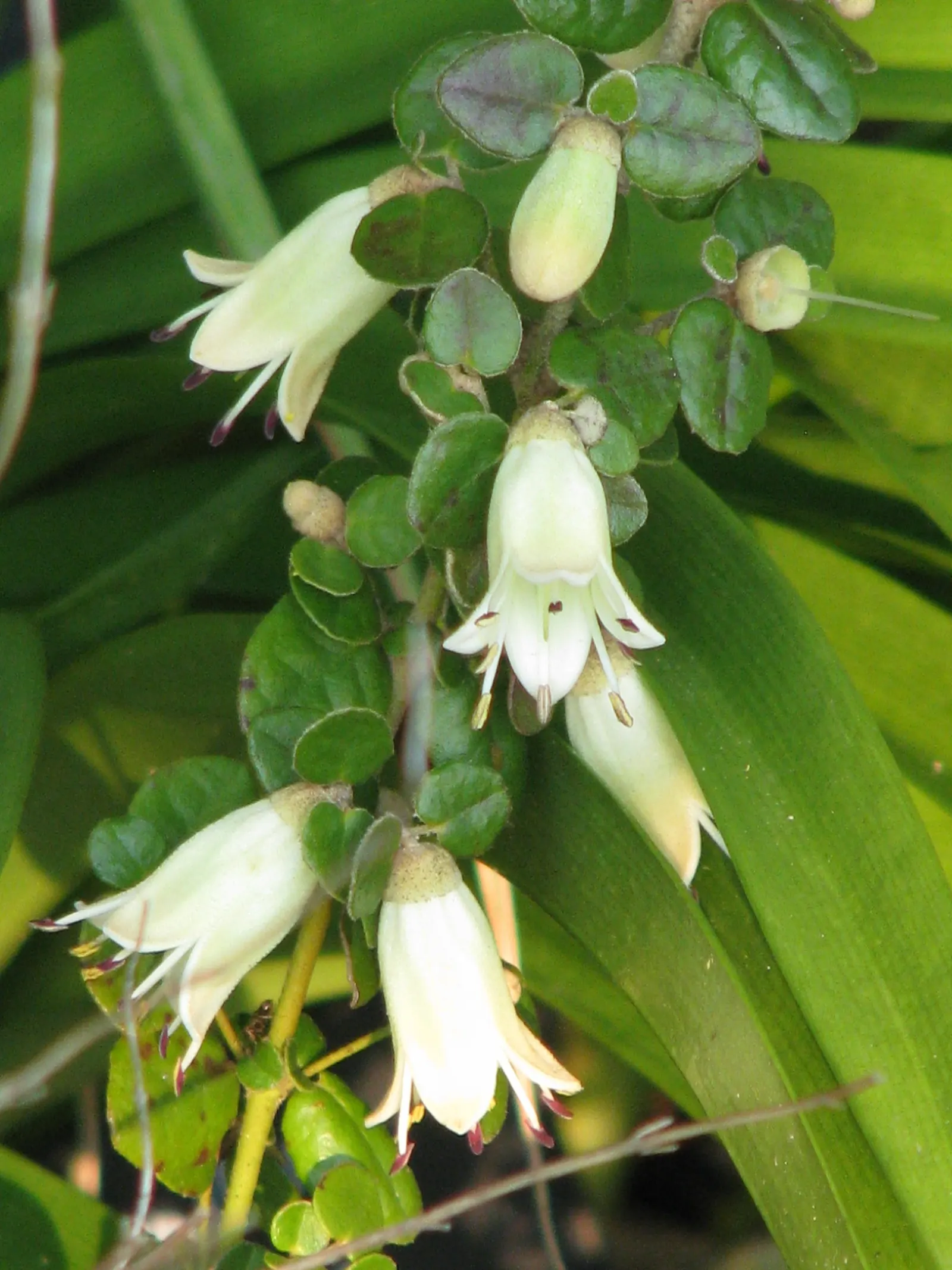 Australian Fuchsia (Correa Reflexa) — Correa reflexa, commonly known as Australian Fuchsia, is a charming evergreen shrub native to Australia