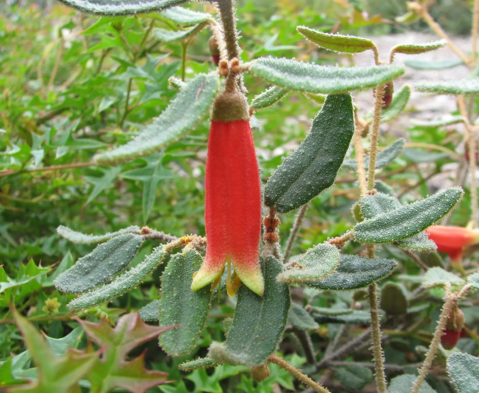 Australian Fuchsia (Correa Reflexa) — Correa reflexa is exceptional for attracting pollinators