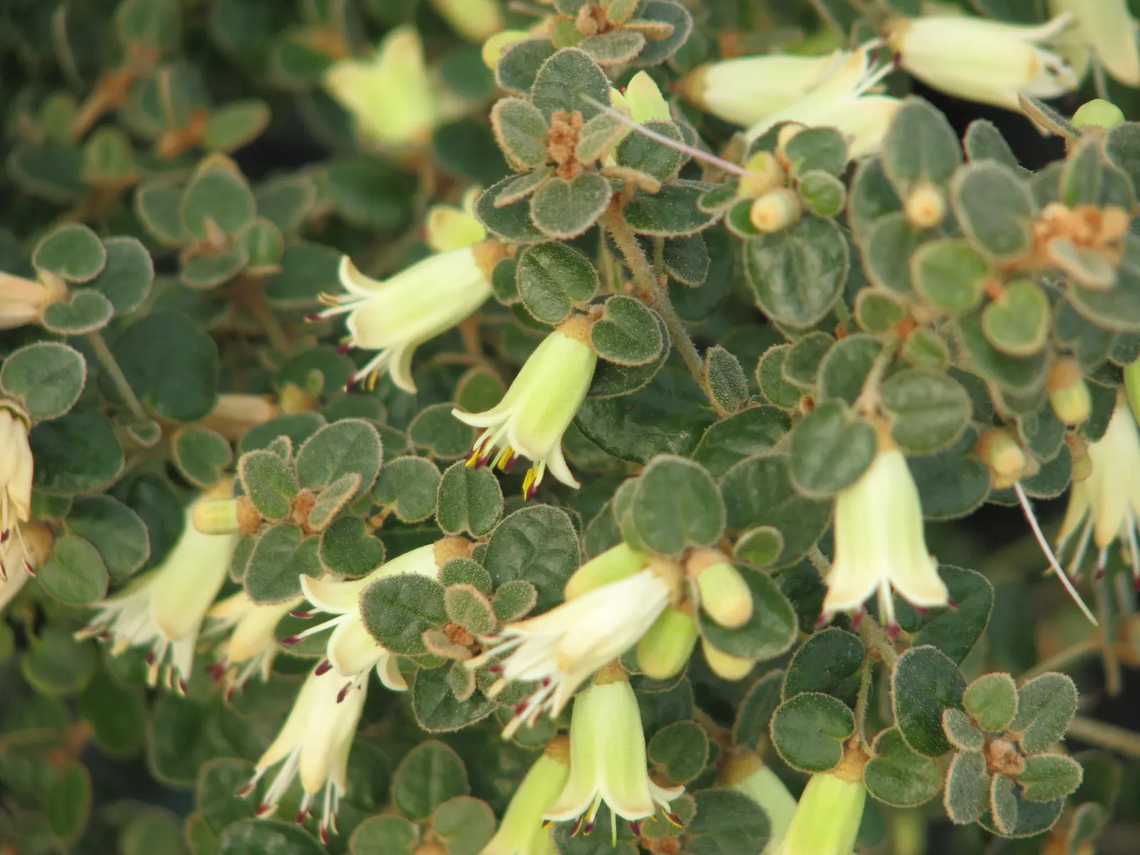 Australian Fuchsia (Correa Reflexa) — typically ranging in hue from pale green to deep red