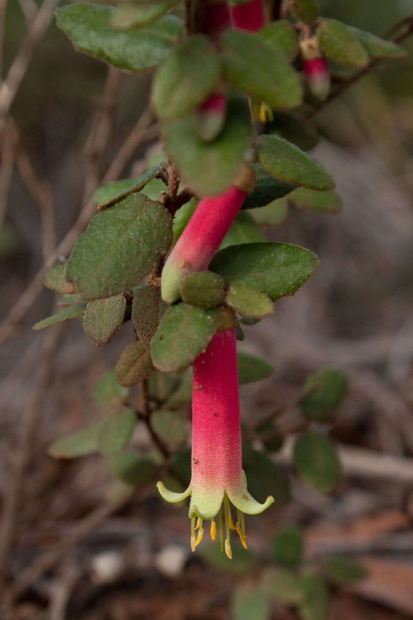 Australian Fuchsia (Correa Reflexa) — provide moderate water regularly