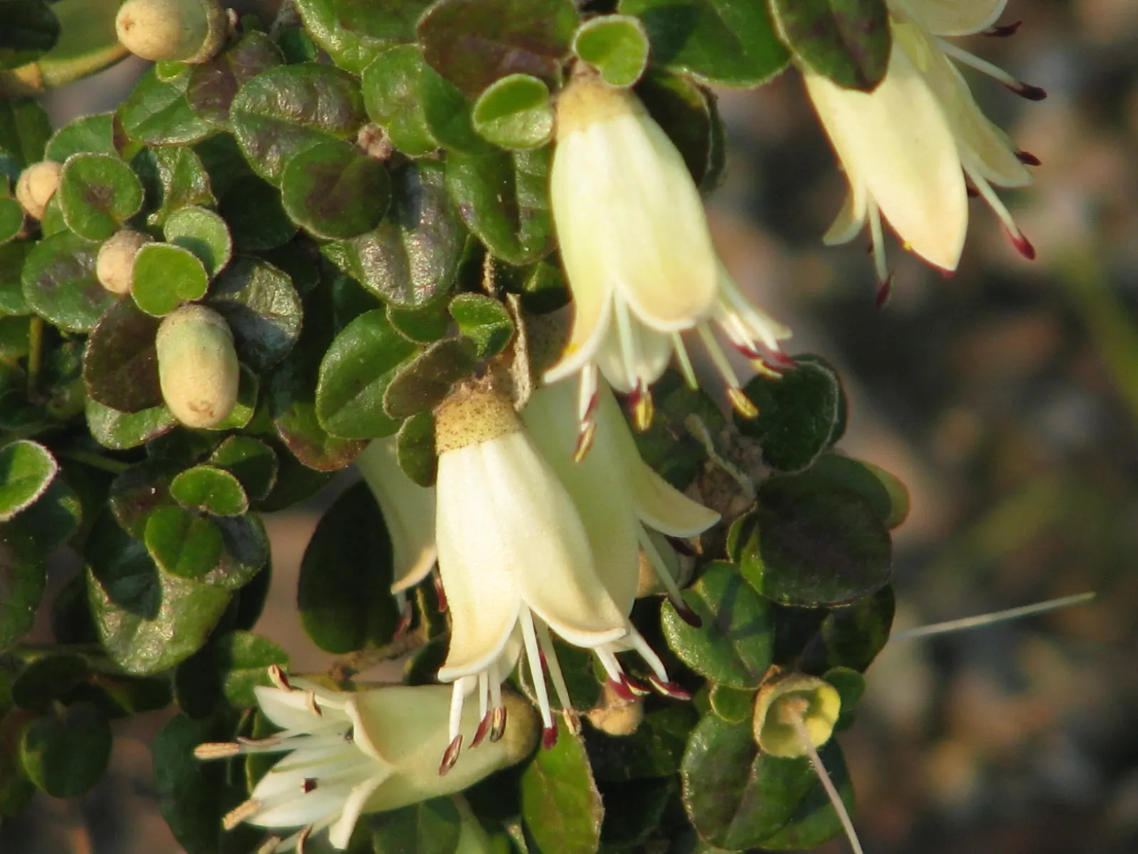 Australian Fuchsia (Correa Reflexa) — akin to those of true fuchsias