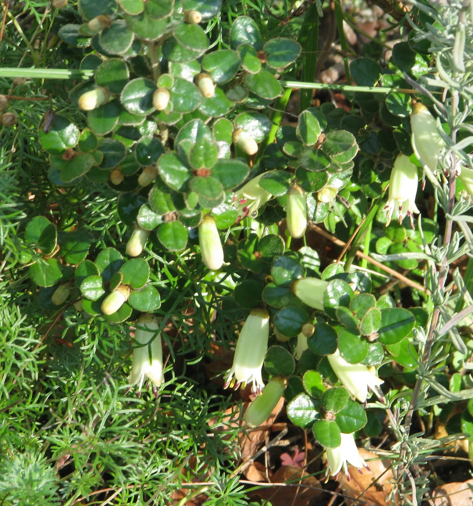 Australian Fuchsia (Correa Reflexa) — shrub for full or half