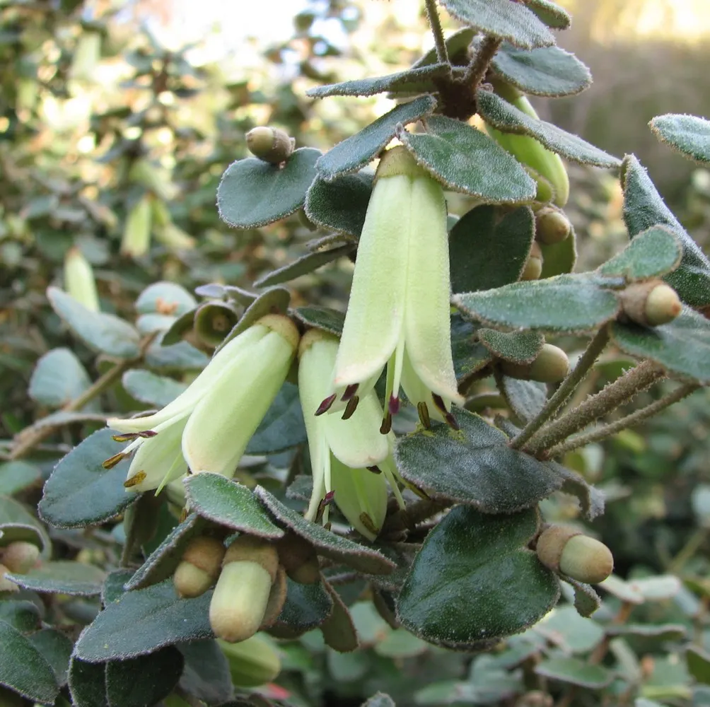 Australian Fuchsia (Correa Reflexa) — and prune lightly after flowering to maintain shape and encourage new growth