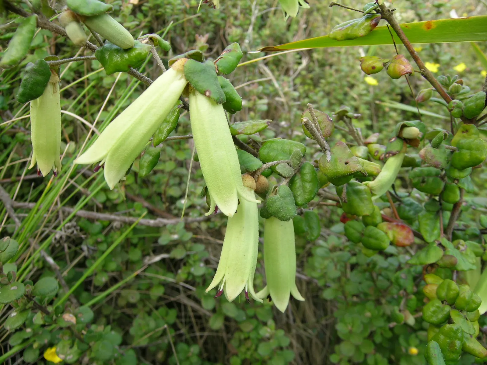 Australian Fuchsia (Correa Reflexa) — adding ecological value to the garden