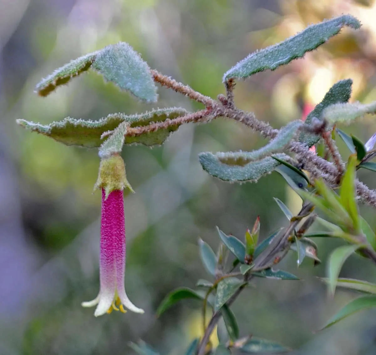 Australian Fuchsia (Correa Reflexa) — Hardiness falls within USDA zones 7 to 10, with a slight variance depending on the specific cultivar