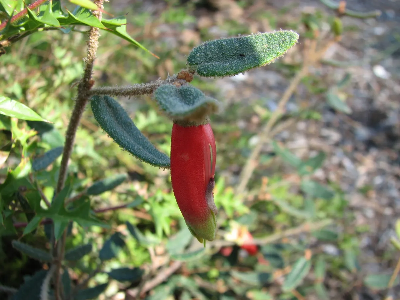 Australian Fuchsia (Correa Reflexa) — and certain butterfly species